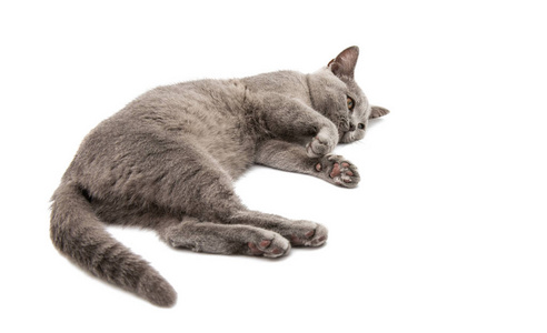 gray cat isolated 