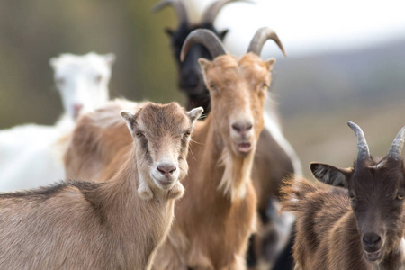 Flock of funny face goats 