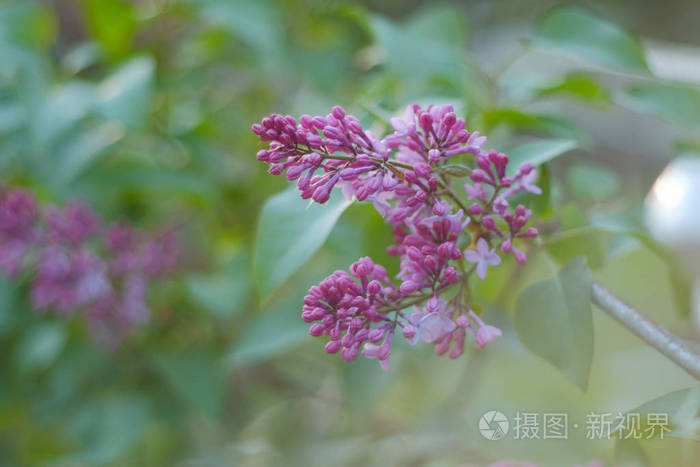 紫色的紫丁香花和春天盛开的丁香的树枝照片 正版商用图片26lufc 摄图新视界