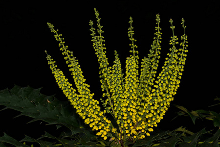 绿色植物,有许多球和叶子,与冬青树非常相似照片