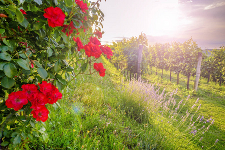 维帕瓦山谷的野玫瑰和葡萄园图片
