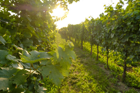 Vineyard in Vipava valley. 