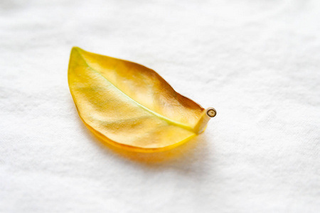 Yellow leaf on a white soft background. Closeup of a solitary l