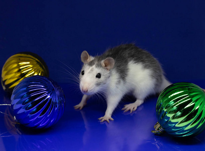 可爱的家鼠和蓝色的圣诞球。2020年新年的象征。鼠年。2020年春节。圣诞贺卡模板。复制空间