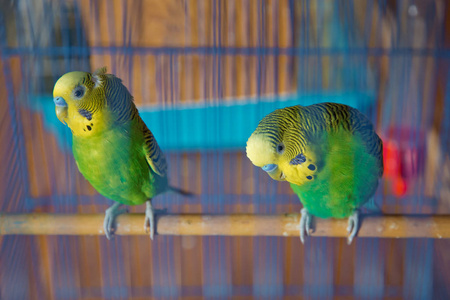 鹦鹉。绿色波浪鹦鹉坐在笼子里。笼中红脸的爱鸟鹦鹉。鸟离不开。笼子里的鹦鹉。鸟笼里的鹦鹉。鹦鹉