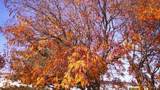 抽象背景。树枝上的秋色枫叶