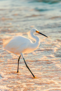 Snowy Egret in breeding plumage on the beach.Naples.Florida.USA 