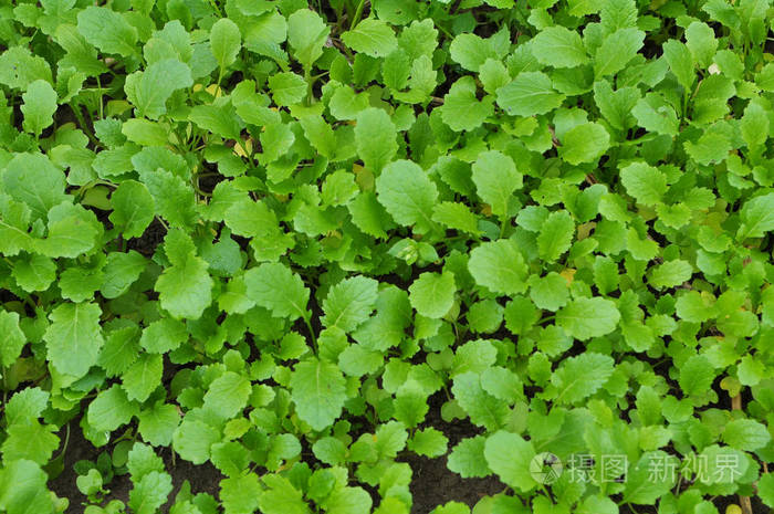 用于有机肥料的芥菜芽