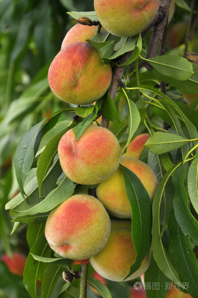 树枝上结着成熟的桃子