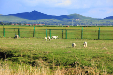 一群羊在草地上吃草
