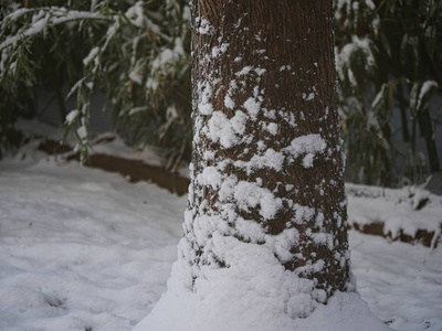 风景 自然 寒冷的 特写镜头 纹理 古老的 季节 雨夹雪