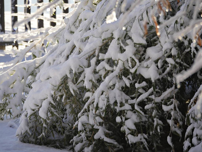 冬景 风景 特写镜头 自然 纹理 雨夹雪 季节 寒冷的