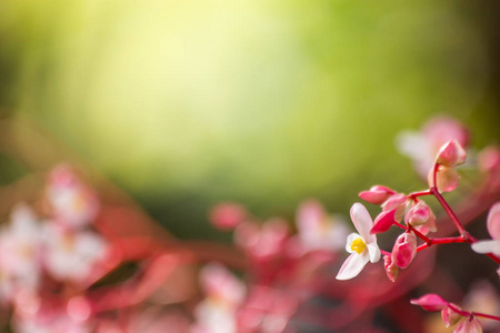 墙纸 夏天 美丽的 阳光 树叶 自然 季节 花园 纹理 春天