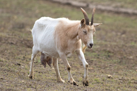 White goat with big udder 