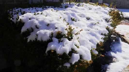 纹理 季节 风景 寒冷的 自然 雨夹雪 特写镜头 古老的