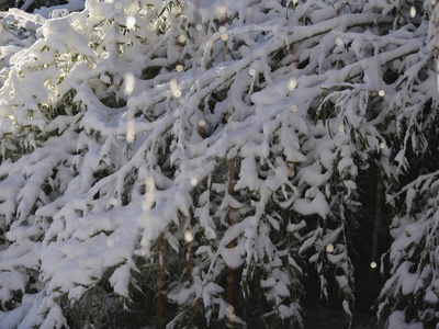 雨夹雪 季节 寒冷的 冬景 自然 纹理 风景 特写镜头