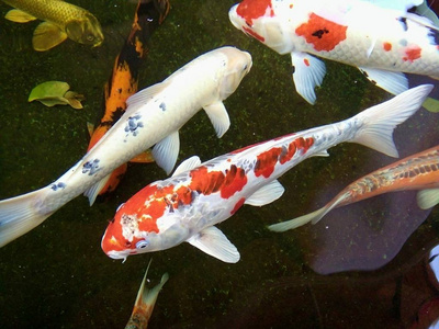 大正 美女 日本 游泳 池塘 奥贡 动物 水下 颜色 设想