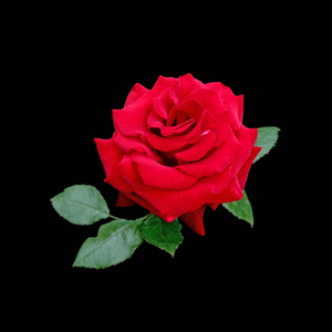 黑色背景上孤立的美丽红玫瑰