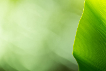 树叶 框架 阳光 花园 植物 墙纸 环境 模糊 春天 季节