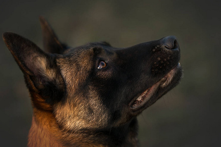 工作狗 哺乳动物 犬科动物 马利诺 繁殖 工作 可爱的 肖像