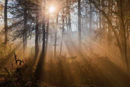 Fragment of autumn deciduous forest with sun beams in fog  