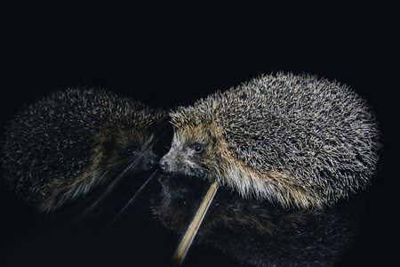 歌曲东方红伴奏一只漂亮的灰色小刺猬坐在钢琴键上.弹钢琴.