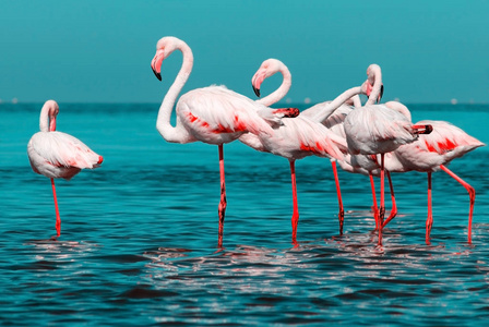 Wild african birds. Group of African white flamingo birds and th