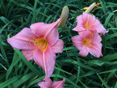 百合花 春天 花瓣 盛开 花的 玫瑰 夏天 开花 粉红色