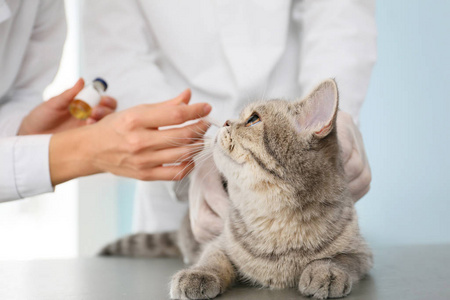 兽医在诊所给可爱的猫注射疫苗照片
