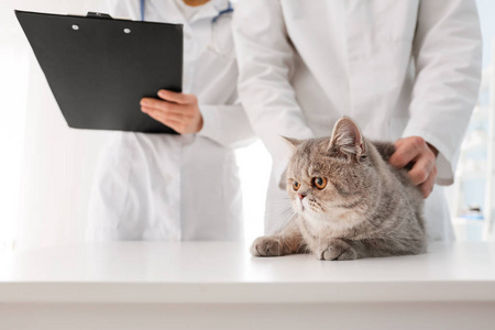 兽医在诊所检查可爱的猫