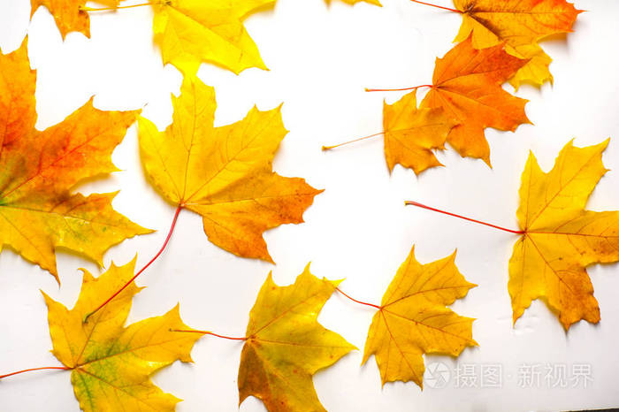 autumn painting, autumn maple leaves, different colors. yellow