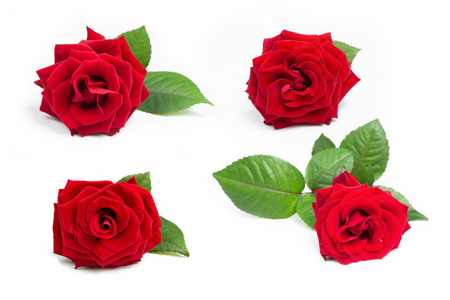 Set of red roses on a white isolated background. Elements for de
