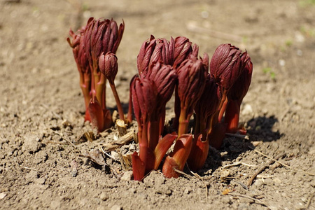 松叶牡丹种子图片