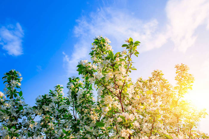 苹果树在春天阳光明媚的日子里开花春天的风景