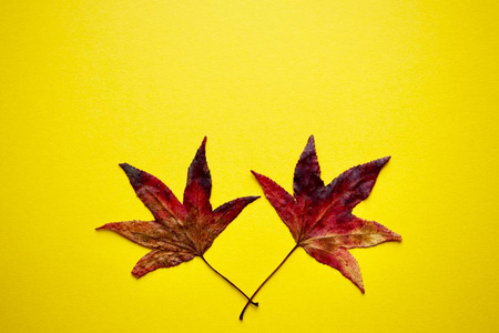 落下 自然 季节 树叶 地面 枫树 秋天 纹理