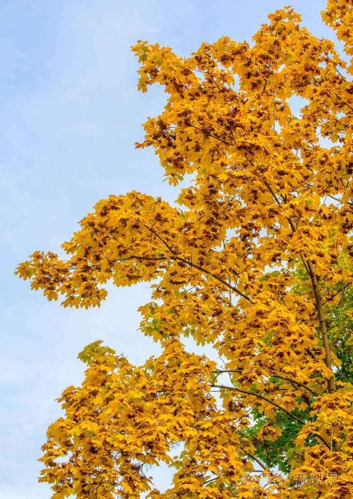 autumnlandscapeofphotographymapletreeorshrubwithlobed