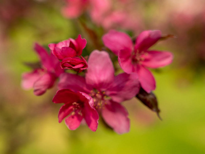 植物 樱桃 盛开 夏天 分支 花园 春天 植物区系 特写镜头