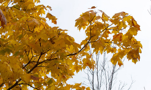 Autumn landscape of photography, Maple tree or shrub with lobed 