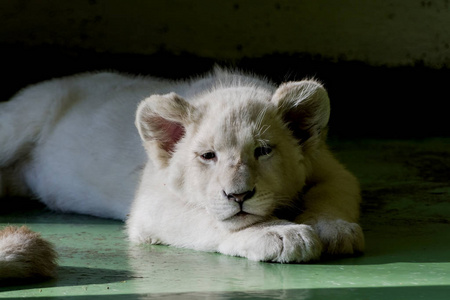 影子里的小白狮照片