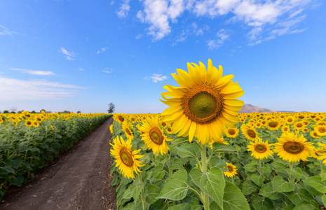 Beautiful sunflower  field on summer with blue sky 