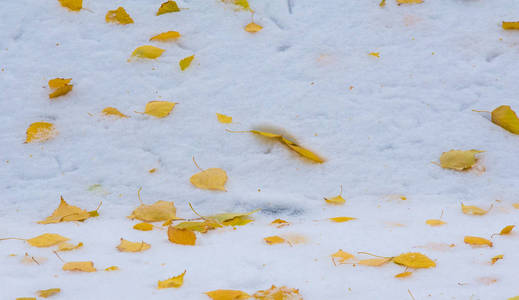 我们在晚上下了本季的第一场雪，撒上了灰尘