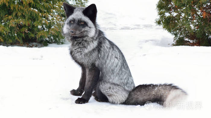 黑狐坐在雪地里