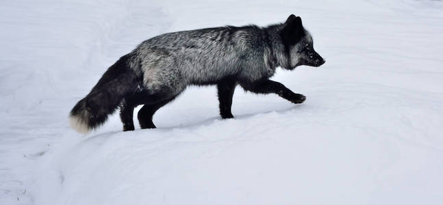 黑狐在雪地里奔跑照片