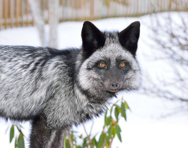 冬天的黑狐狸,颜色很美照片