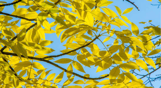 Autumn landscape of photography, Maple tree or shrub with lobed 