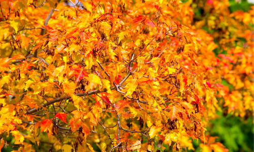 Autumn landscape of photography, Maple tree or shrub with lobed 