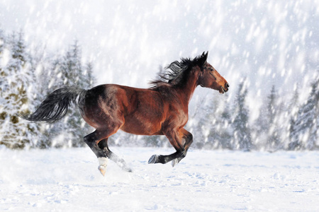 冬天背景的雪中的马