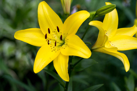 Lilies Lilium Lily  Flowers are large, often fragrant, and are 