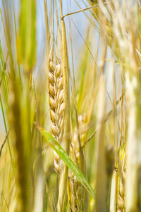 Summer photography. The wheat field, the cereal plant, which is 