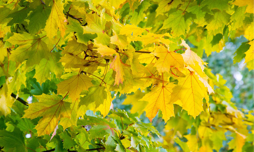 Autumn landscape of photography, Maple tree or shrub with lobed 